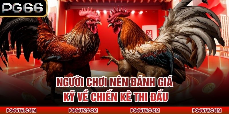 Người chơi nên đánh giá kỹ về chiến kê thi đấu